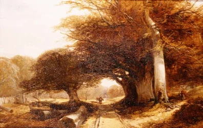 Cenário da floresta