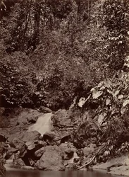 Cenário Tropical, Cascata, Rio Limon, 1871.