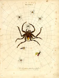 ARANEA: A Fasciata ou Aranha da Barbária
