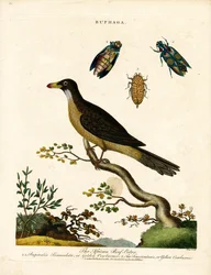 Escaravelhos africanos e escaravelhos-joia (Buphaga)