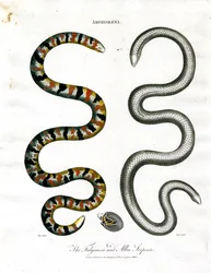 Amphisbaena: As serpentes Fuliginosa e Alba