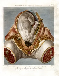 Anatomia do útero gravídico