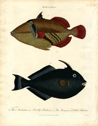 Balistes: Peixe-porco