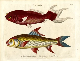 Espécies de carpas (Cyprinus)
