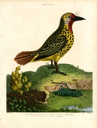 Barbete de Caiena (Bucco)