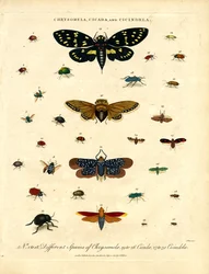 Chrysomela;Cigarra e Cicindela
