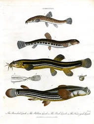 Cobitis: Várias espécies de loach