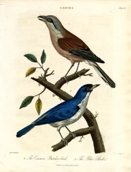Pássaro carniceiro comum e picanço azul