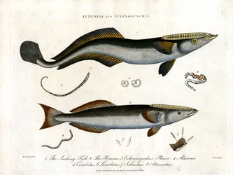 Echeneis e Echinorynchus: Peixe Sugador e Salmão Espinhoso