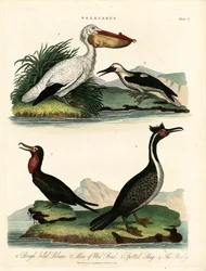 Quatro espécies de pelicanos e aves marinhas