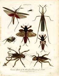 GRYLLUS: Espécies curiosas das três primeiras divisões de gafanhotos