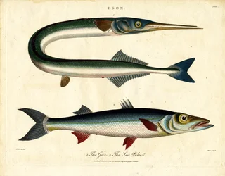 Gar e lúcio do mar