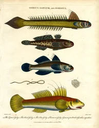 Gobius; Gonium e Gordius: Gobies e vermes de cabelo