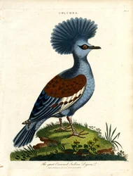 Pombo-torcaz (Columba)