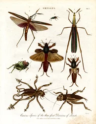 Gryllus: Espécies Curiosas das Três Primeiras Divisões de Gafanhotos