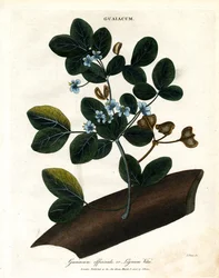 Guaiacum officinale - Lignum Vitae