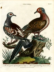 Pombos-da-índia e pombas (Columba)