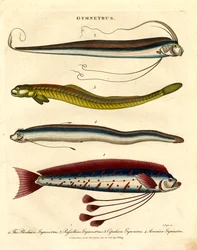 Espécies de Gymnetrus - Peixe de fita