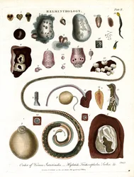 Helmintologia;Placa II - Ordem dos Vermes Intestinais