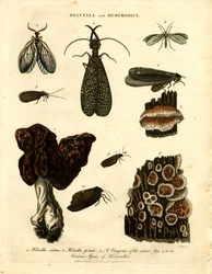 Helvella e Hemerobius