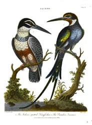 Guarda-rios (Alcedo): Guarda-rios indiano e Jacamar do Paraíso