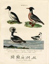 Pato-mergulhão (Mergus)