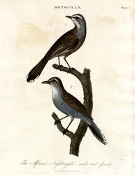 Motacilla - Rouxinol africano