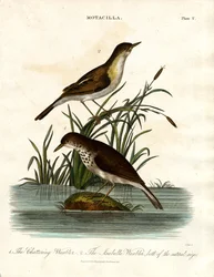 Motacilla: felosa tagarela e felosa Isabella