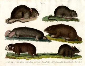 Mus: Ilustração de vários roedores do género Mus