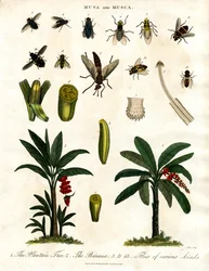 Musa e Musca - Bananeiras e várias espécies de moscas