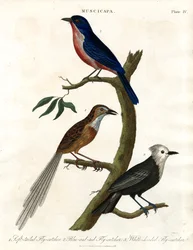 Muscicapa - Espécie de papa-moscas