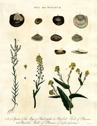 Mya e Myagrum