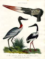 Espécies de Mycteria: Americano; New Holland e Jabiru do Senegal