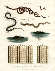 Nais - Organismos aquáticos e hastes de Napier
