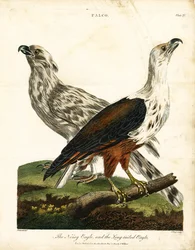Águia ruidosa e águia-de-cauda-comprida