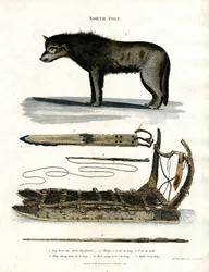Pólo Norte: Cão do Ártico e equipamento de caça