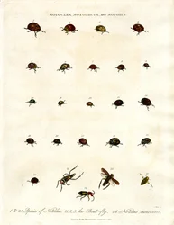 Escaravelhos Notoclea;Notonecta;e Notoxus