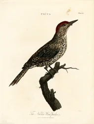 Pica-pau da Núbia (Picus)