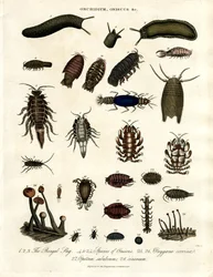 Onchidium;Oniscus e outros artrópodes