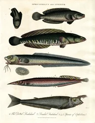 Ophicephalus e Ophidium