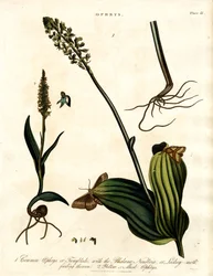 Espécies de Ophrys com traça