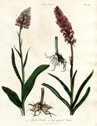 Orquídeas: Orquídeas manchadas e de esporas longas
