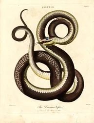 Víbora do Panamá (Coluber)