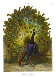 Pavo: pavão-comum