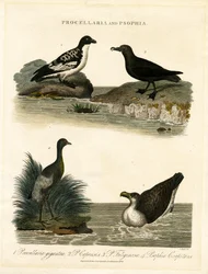 Petréis (Procellaria) e trombeteiros (Psophia)