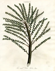 Fénix (Tamareira)