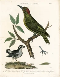Phytotoma e pica-pau com pormenores anatómicos