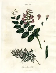 Pisum - A ervilha