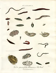 Planaria - Doze espécies de vermes chatos