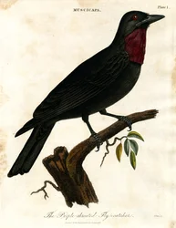Papa-moscas de garganta roxa (Muscicapa)